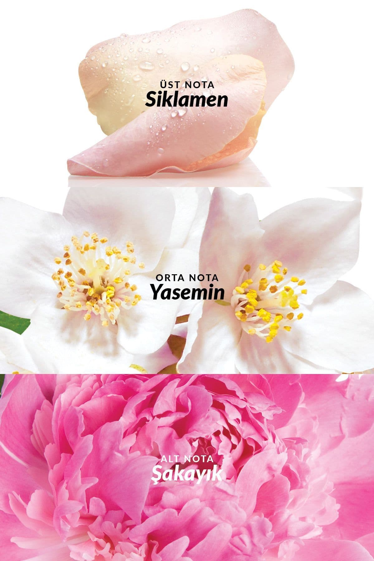 عطر زنانه Avon Celebre EDT 50 Ml عطر زنانه Avon Celebre EDT 50 Ml