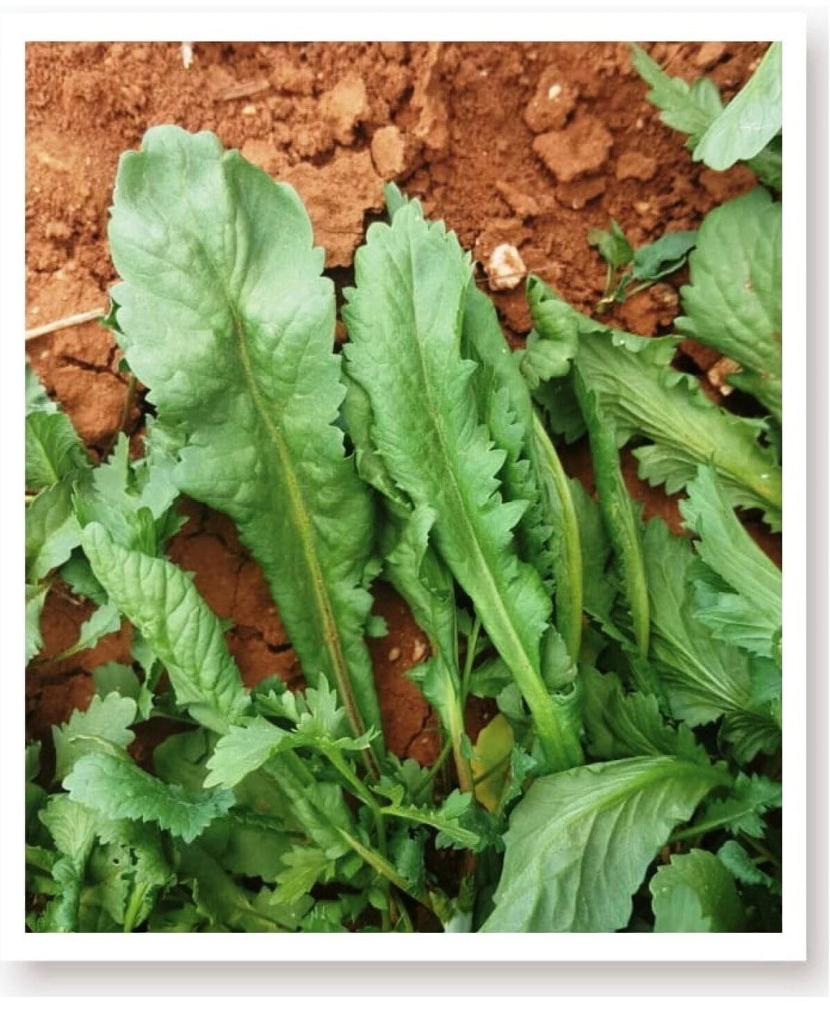 بذر سبزی ترهٔ برگ پهن AGRODAL TARIM 1000 عدد بذر سبزی ترهٔ برگ پهن AGRODAL TARIM 1000 عدد