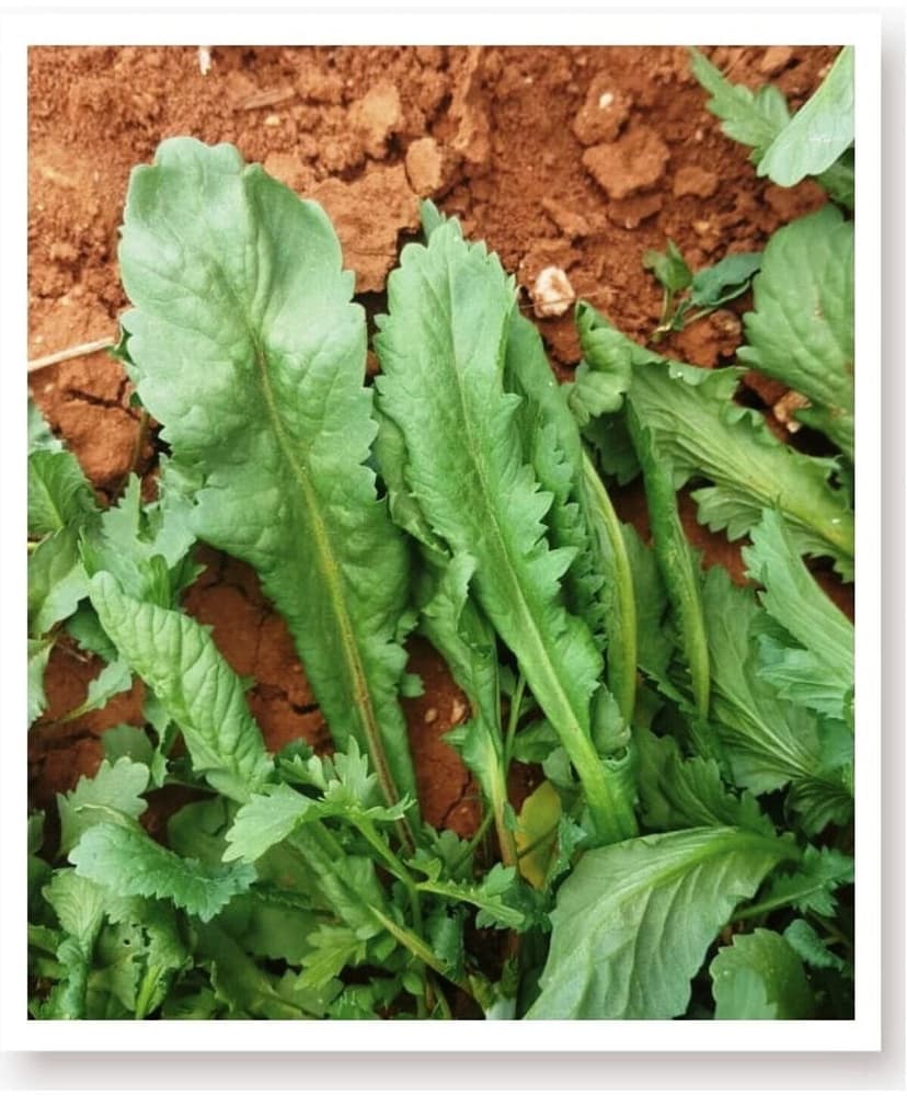 بذر سبزی ترهٔ برگ پهن AGRODAL TARIM 1000 عدد بذر سبزی ترهٔ برگ پهن AGRODAL TARIM 1000 عدد