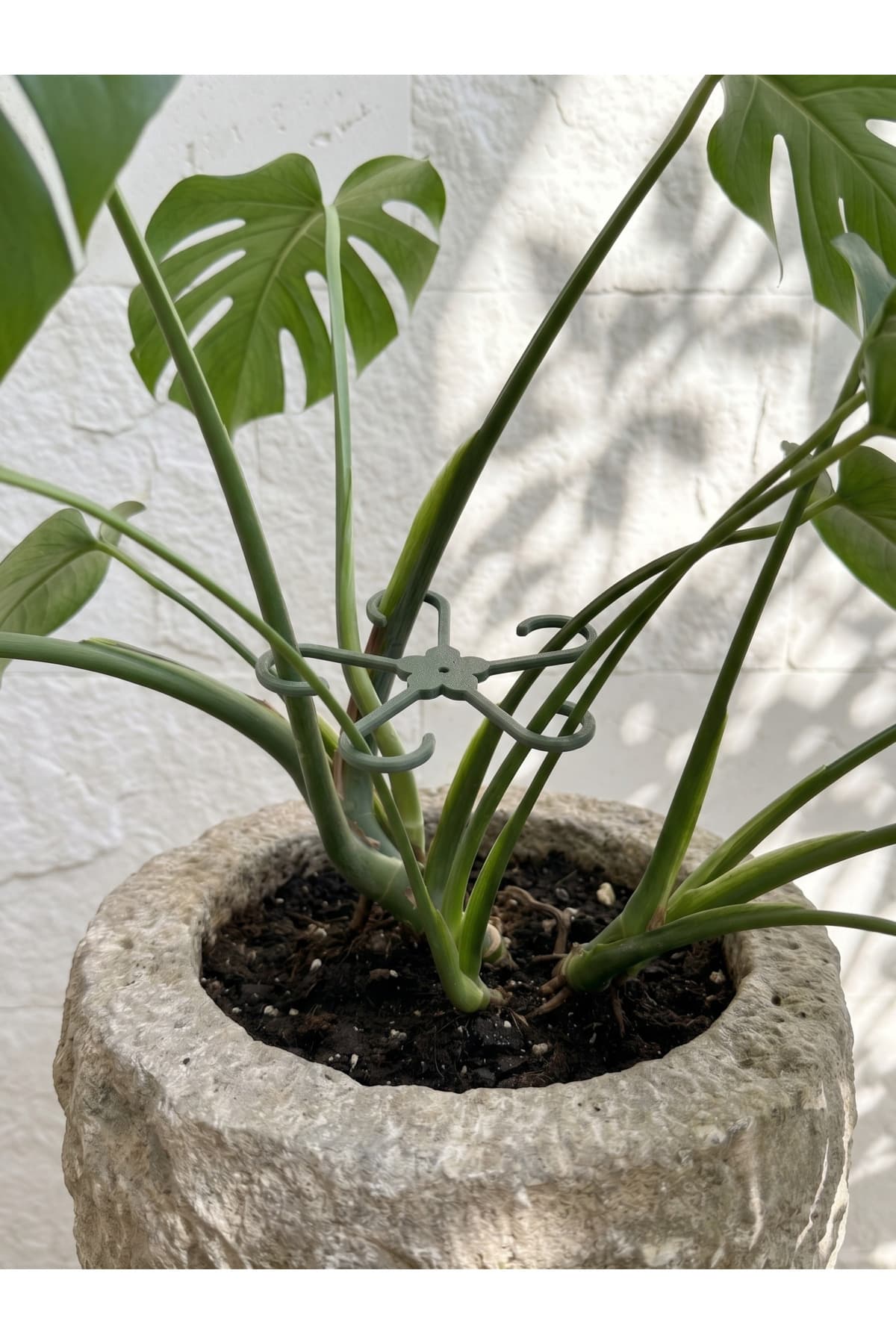 گیره تثبیتکننده ساقه گیاه 4 عددی Elana Design برای گیاهان با شاخههای ضخیم گیره تثبیتکننده ساقه گیاه 4 عددی Elana Design برای گیاهان با شاخههای ضخیم