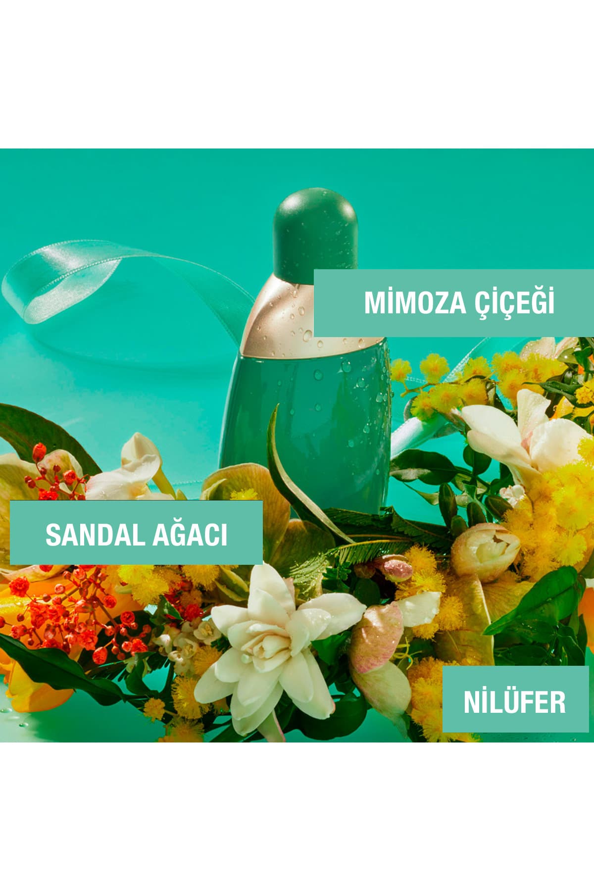 عطر زنانه Cacharel Eden EDP 50 ml عطر زنانه Cacharel Eden EDP 50 ml